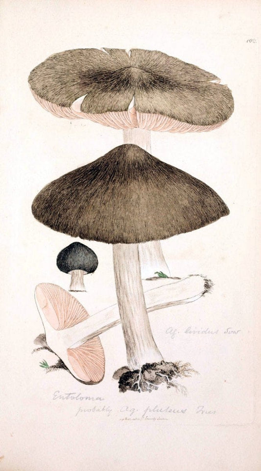 Coloured figures of English fungi or mushrooms. London,Printed by J. Davis,1797-[1809]. | England Mushrooms  | Vintage Print Reproduction 451899