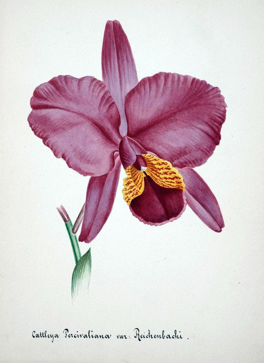 Collection d'orchideÃŒÂes.[S.l. :s.n.,18--]. | "Botanical illustration" Orchidaceae "Orchidaceae in art" "Pictorial works"  | Vintage Print Reproduction 451900