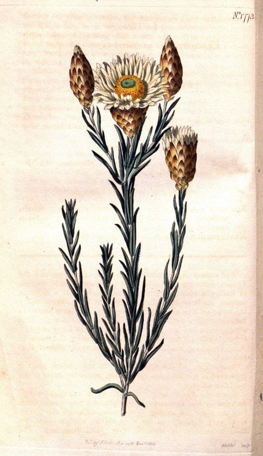 Curtis's botanical magazine. London ; New York [etc.] :Academic Press [etc.]. | "Botanical illustration" Botany Periodicals "Pictorial works" "Plants, Ornamental"  | Vintage Print Reproduction 451902