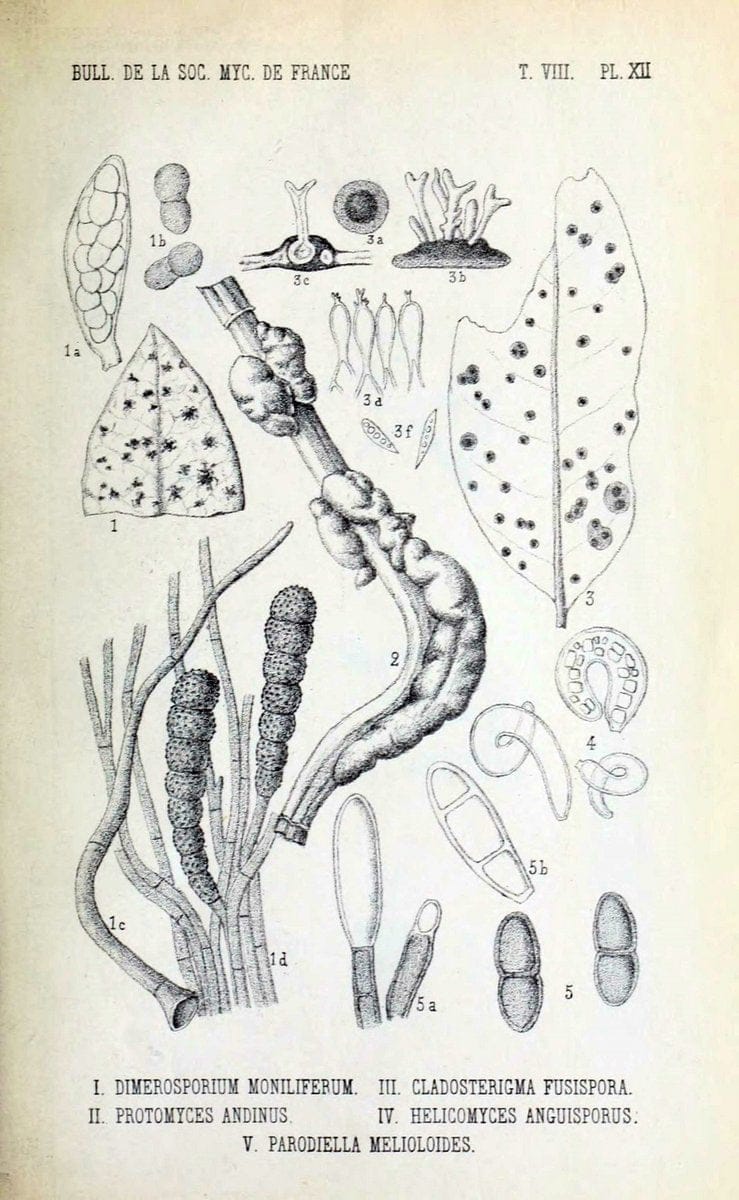 Bulletin de la SociÃ©tÃ© mycologique de France.Epinal :La SociÃ©tÃ©,1885-1903.  | France Fungi Mycology Periodicals | Vintage Print Reproduction 451903