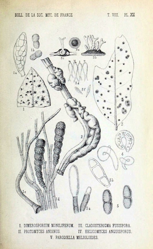 Bulletin de la SociÃ©tÃ© mycologique de France.Epinal :La SociÃ©tÃ©,1885-1903.  | France Fungi Mycology Periodicals | Vintage Print Reproduction 451903