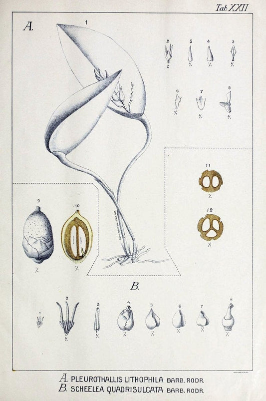 Contributions du Jardin botanique de Rio de Janeiro /.Rio de Janeiro :L'Etoile du Sud,1901-1907.  | Botany Brazil | Vintage Print Reproduction 451904