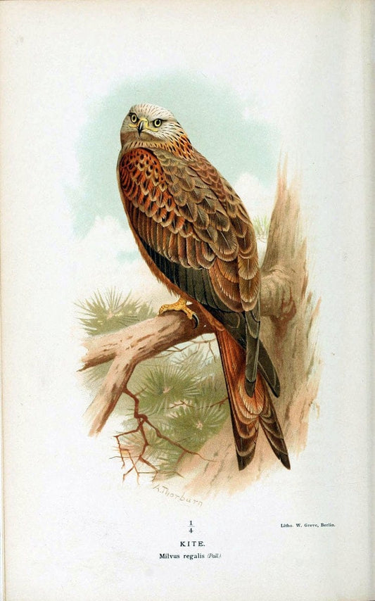 Coloured figures of the birds of the British Islands. v.1London :R. H. Porter,1885-1897. | Vintage Print Reproduction 451905