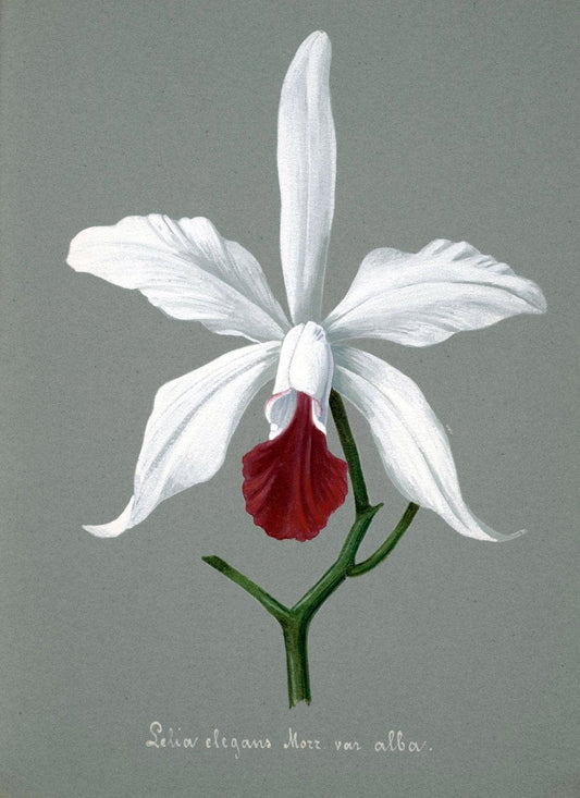 Collection d'orchideÃŒÂes.[S.l. :s.n.,18--]. | "Botanical illustration" Orchidaceae "Orchidaceae in art" "Pictorial works"  | Vintage Print Reproduction 451906