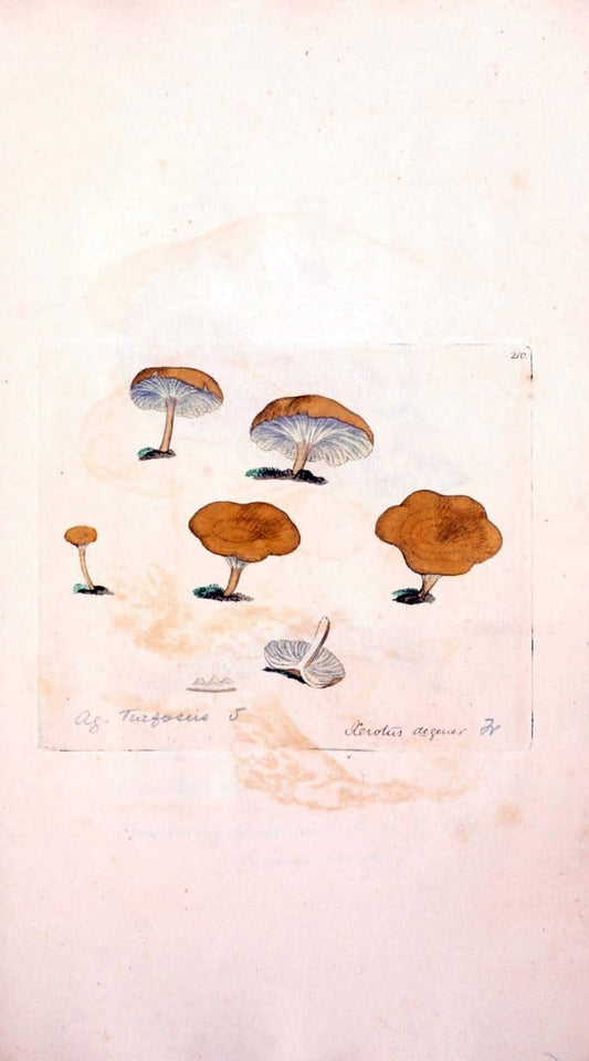 Coloured figures of English fungi or mushrooms. London,Printed by J. Davis,1797-[1809]. | England Mushrooms  | Vintage Print Reproduction 451908