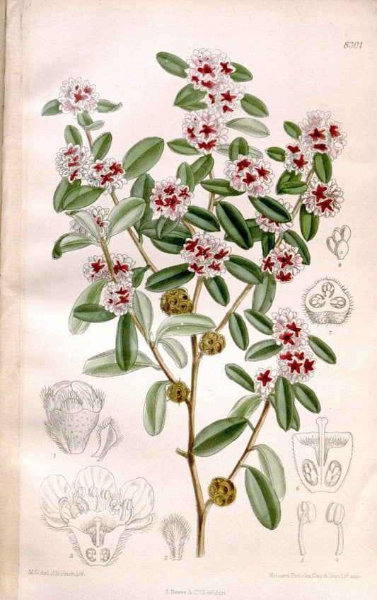 Curtis's botanical magazine. London ; New York [etc.] :Academic Press [etc.]. | "Botanical illustration" Botany Periodicals "Pictorial works" "Plants, Ornamental"  | Vintage Print Reproduction 451909