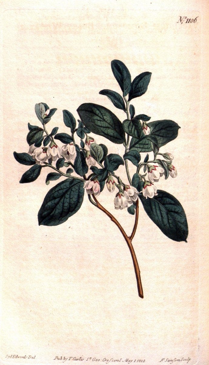 Curtis's botanical magazine. London ; New York [etc.] :Academic Press [etc.]. | "Botanical illustration" Botany Periodicals "Pictorial works" "Plants, Ornamental"  | Vintage Print Reproduction 451912