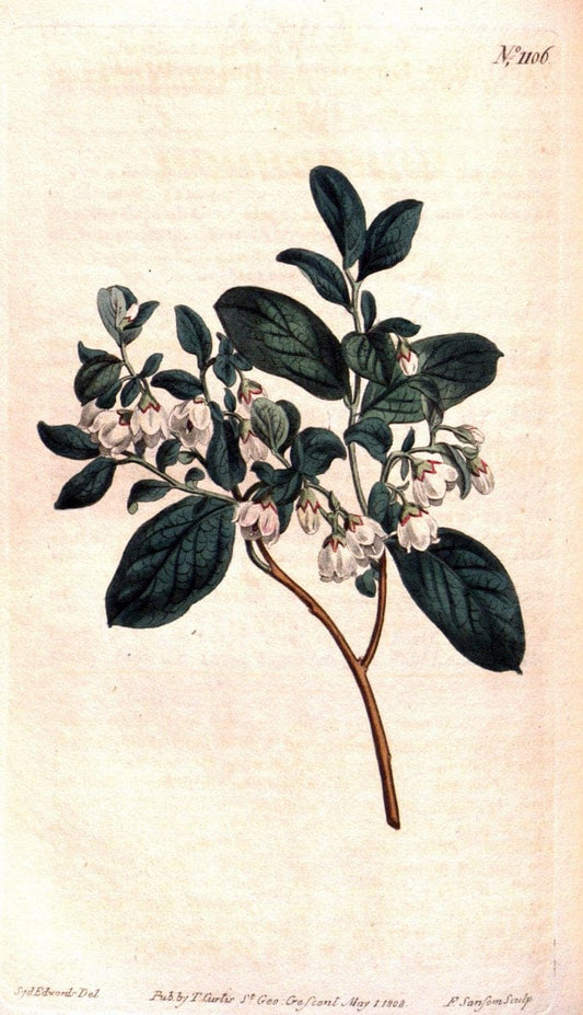 Curtis's botanical magazine. London ; New York [etc.] :Academic Press [etc.]. | "Botanical illustration" Botany Periodicals "Pictorial works" "Plants, Ornamental"  | Vintage Print Reproduction 451912