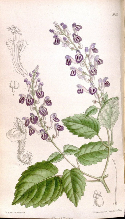 Curtis's botanical magazine. London ; New York [etc.] :Academic Press [etc.]. | "Botanical illustration" Botany Periodicals "Pictorial works" "Plants, Ornamental"  | Vintage Print Reproduction 451913