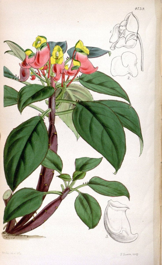 Curtis's botanical magazine. London ; New York [etc.] :Academic Press [etc.]. | "Botanical illustration" Botany Periodicals "Pictorial works" "Plants, Ornamental"  | Vintage Print Reproduction 451914