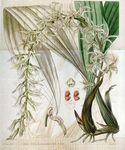 Curtis's botanical magazine. London ; New York [etc.] :Academic Press [etc.]. | "Botanical illustration" Botany Periodicals "Pictorial works" "Plants, Ornamental"  | Vintage Print Reproduction 451915