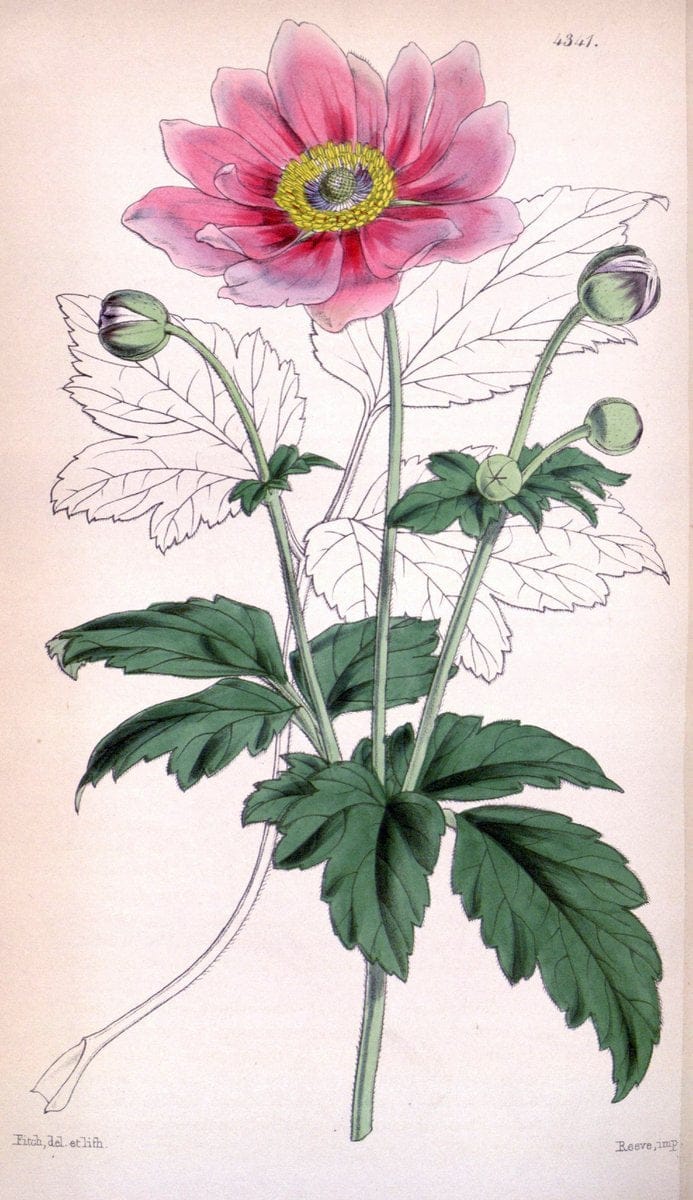 Curtis's botanical magazine. London ; New York [etc.] :Academic Press [etc.]. | "Botanical illustration" Botany Periodicals "Pictorial works" "Plants, Ornamental"  | Vintage Print Reproduction 451916
