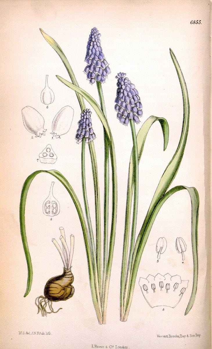 Curtis's botanical magazine. London ; New York [etc.] :Academic Press [etc.]. | "Botanical illustration" Botany Periodicals "Pictorial works" "Plants, Ornamental"  | Vintage Print Reproduction 451921