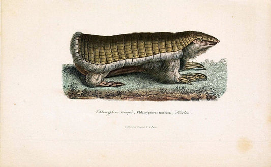 ComplÃ©ments de Buffon. t.1.Paris:P. Pourrat FrÃ¨res,1838. |  | Vintage Print Reproduction 451922