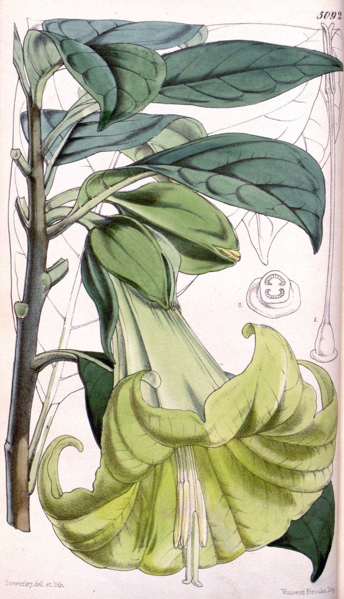 Curtis's botanical magazine. London ; New York [etc.] :Academic Press [etc.]. | "Botanical illustration" Botany Periodicals "Pictorial works" "Plants, Ornamental"  | Vintage Print Reproduction 451923