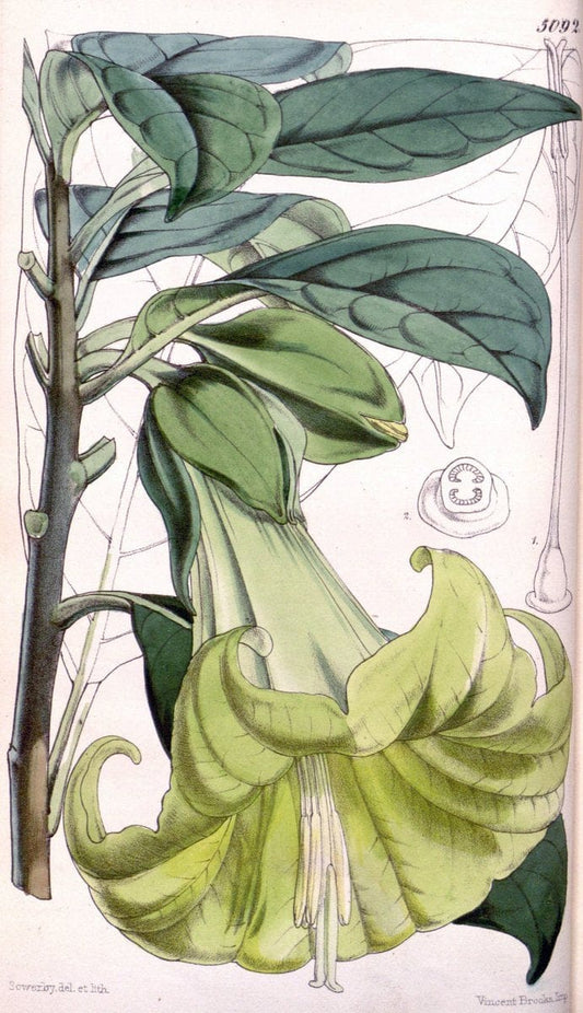 Curtis's botanical magazine. London ; New York [etc.] :Academic Press [etc.]. | "Botanical illustration" Botany Periodicals "Pictorial works" "Plants, Ornamental"  | Vintage Print Reproduction 451923