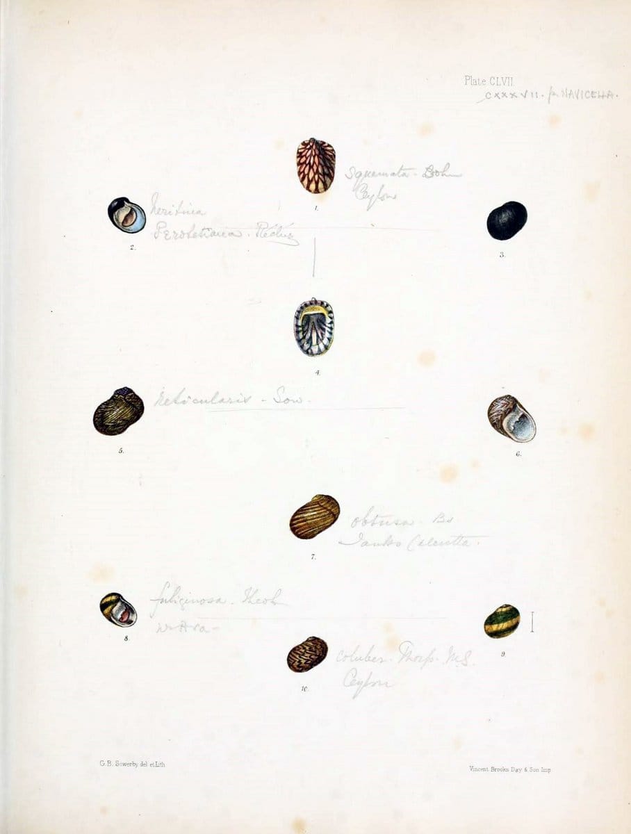 Conchologia indica,.London,1870-1876.. |  | Vintage Print Reproduction 451925