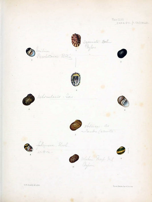 Conchologia indica,.London,1870-1876.. |  | Vintage Print Reproduction 451925