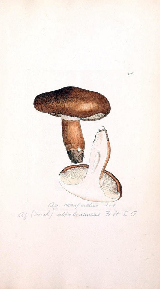 Coloured figures of English fungi or mushrooms. London,Printed by J. Davis,1797-[1809]. | England Mushrooms  | Vintage Print Reproduction 451926