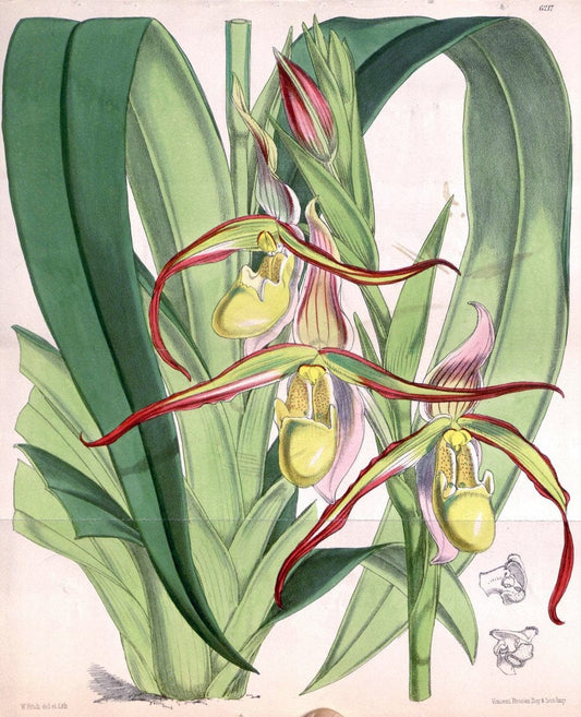 Curtis's botanical magazine. London ; New York [etc.] :Academic Press [etc.]. | "Botanical illustration" Botany Periodicals "Pictorial works" "Plants, Ornamental"  | Vintage Print Reproduction 451927