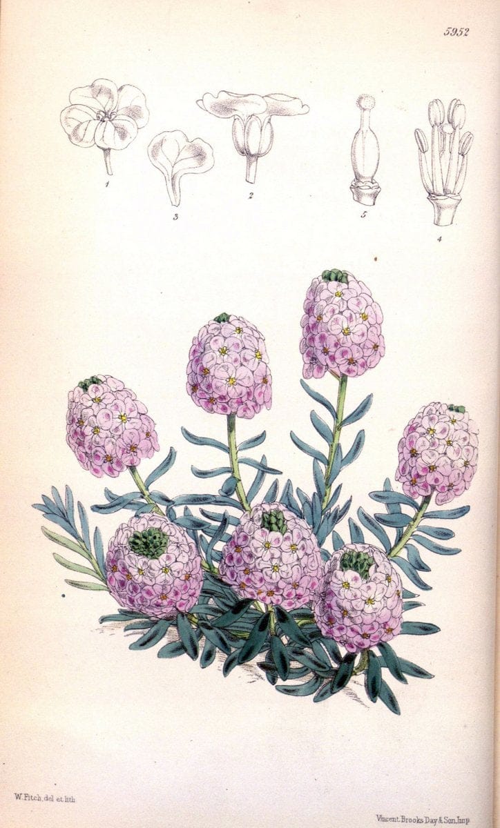 Dragable Image