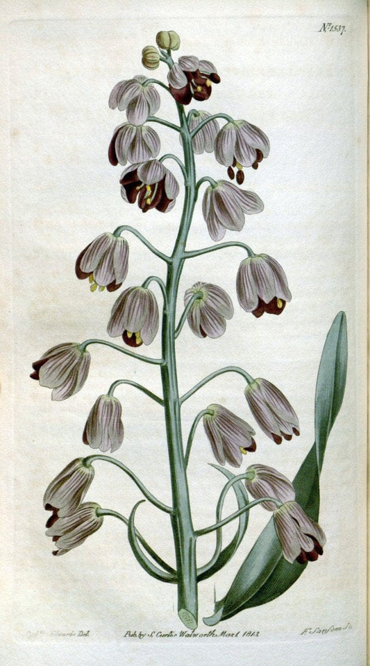 Curtis's botanical magazine. London ; New York [etc.] :Academic Press [etc.]. | "Botanical illustration" Botany Periodicals "Pictorial works" "Plants, Ornamental"  | Vintage Print Reproduction 451932