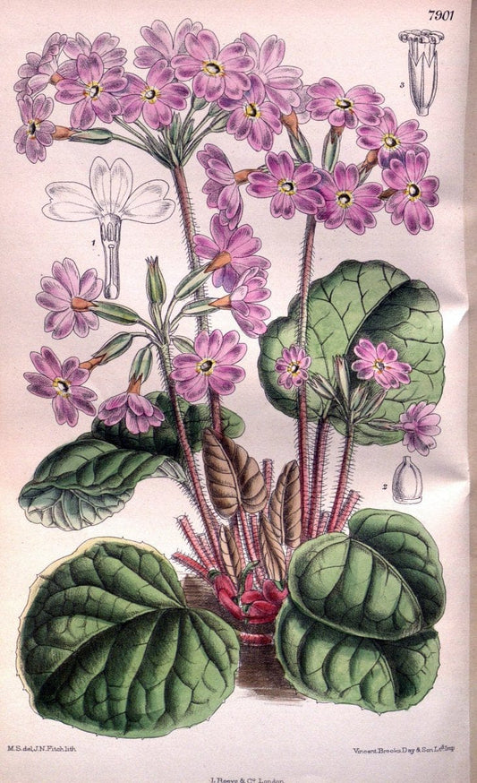 Curtis's botanical magazine. London ; New York [etc.] :Academic Press [etc.]. | "Botanical illustration" Botany Periodicals "Pictorial works" "Plants, Ornamental"  | Vintage Print Reproduction 451933
