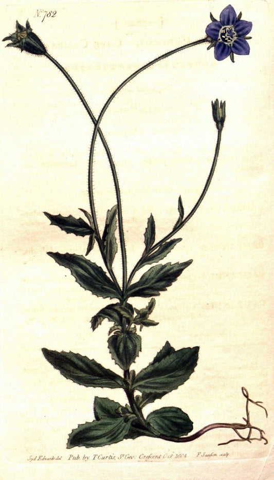 Curtis's botanical magazine..London ;New York [etc.] :Academic Press [etc.]. |  | Vintage Print Reproduction 451938