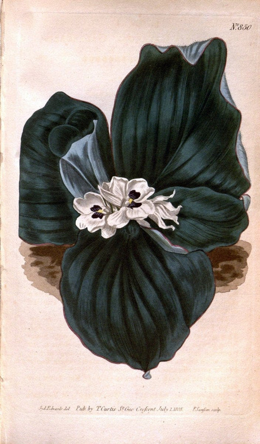 Curtis's botanical magazine. London ;New York [etc.] :Academic Press [etc.]. | Botany Periodicals "Pictorial works"  | Vintage Print Reproduction 451939