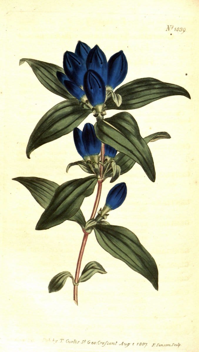 Curtis's botanical magazine. London ;New York [etc.] :Academic Press [etc.]. | Botany Periodicals "Pictorial works"  | Vintage Print Reproduction 451941