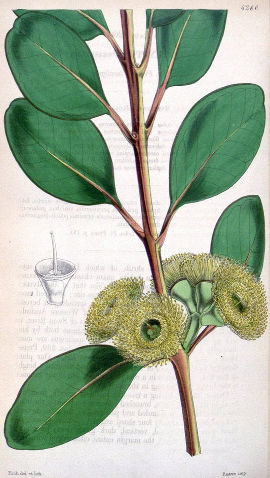 Curtis's botanical magazine. London ;New York [etc.] :Academic Press [etc.]. | Botany Periodicals "Pictorial works"  | Vintage Print Reproduction 451942