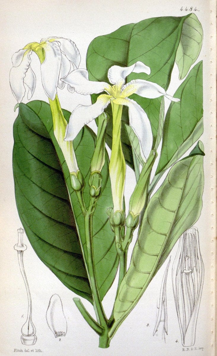 Curtis's botanical magazine. London ;New York [etc.] :Academic Press [etc.]. | Botany Periodicals "Pictorial works"  | Vintage Print Reproduction 451943