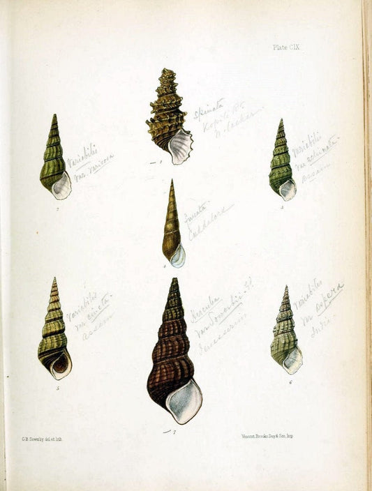 Conchologia indica,.London,1870-1876.. |  | Vintage Print Reproduction 451945