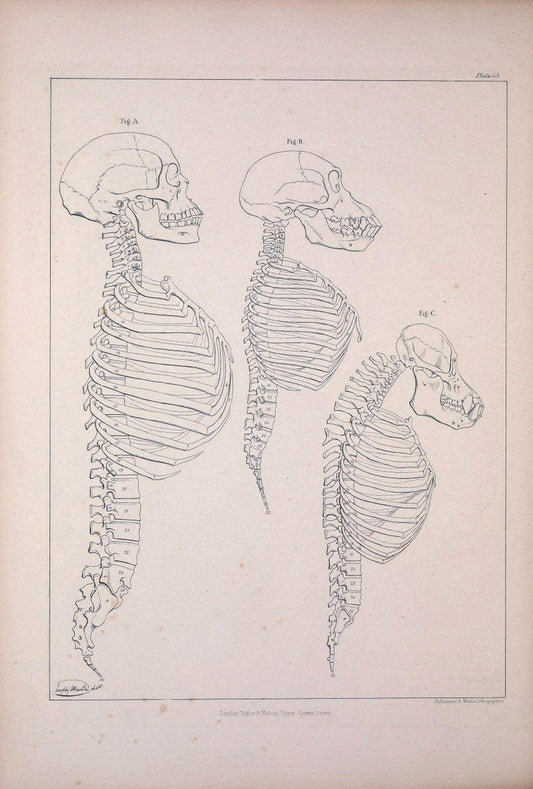 Comparative osteology:.London,Taylor and Walton,1847.  | Bones | Vintage Print Reproduction 451946