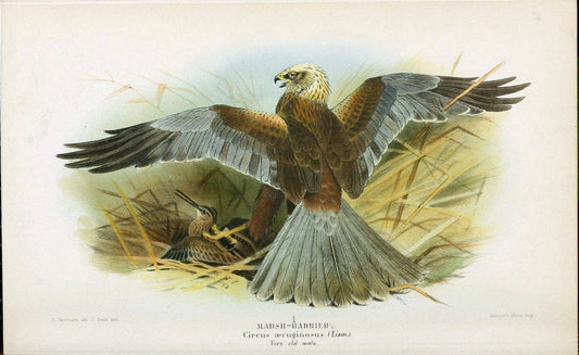 Coloured figures of the birds of the British Islands. v.1London :R. H. Porter,1885-1897. | Vintage Print Reproduction 451947