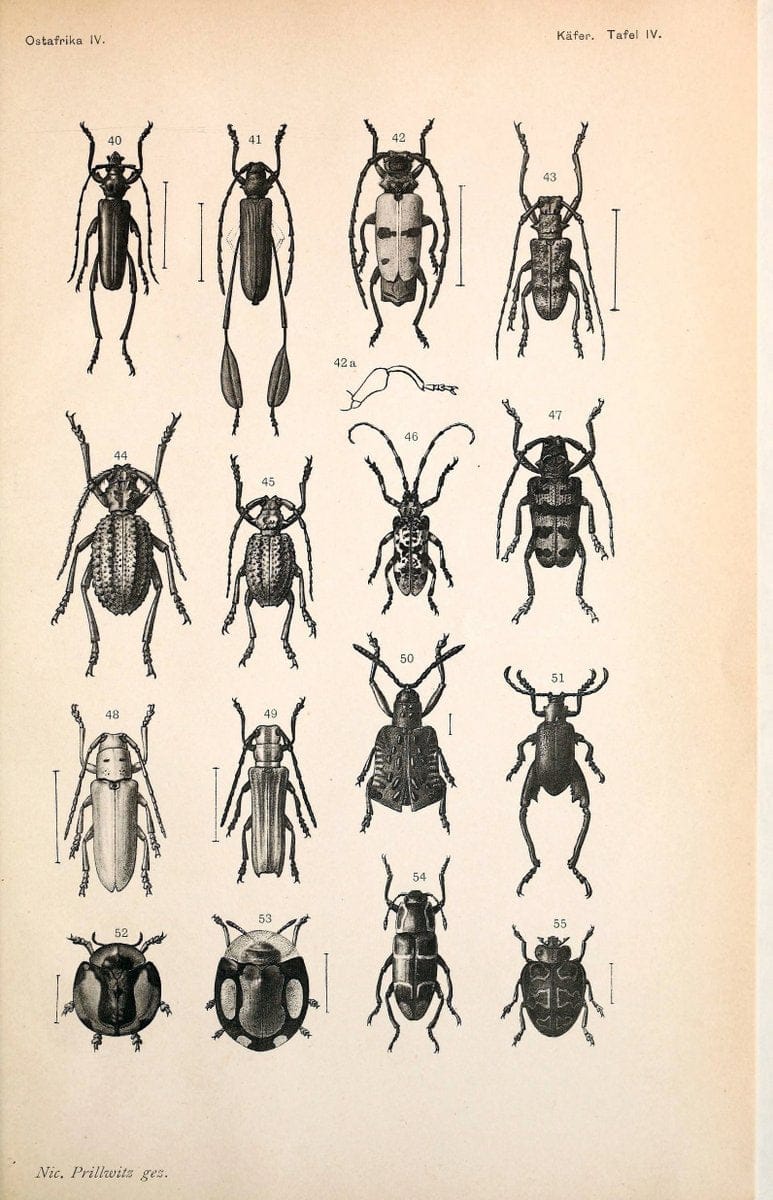 Coleopteren :.Berlin :D. Reimer,1897.  | Africa Beetles Classification "Field Museum Library" | Vintage Print Reproduction 451948
