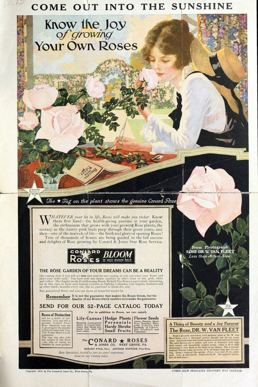 C. & J. cold country set. West Grove, Pa. :Conard & Jones Co.,1921.  | "Rose culture" Roses  | Vintage Print Reproduction 451949