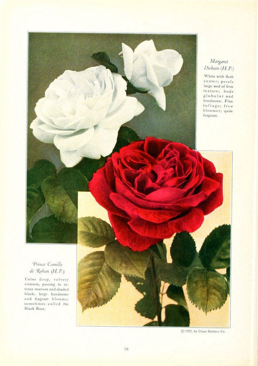 Chase fruit and flowers in natural colorsRochester, N.Y.,Chase brothers company[c1922] | Vintage Print Reproduction 451951