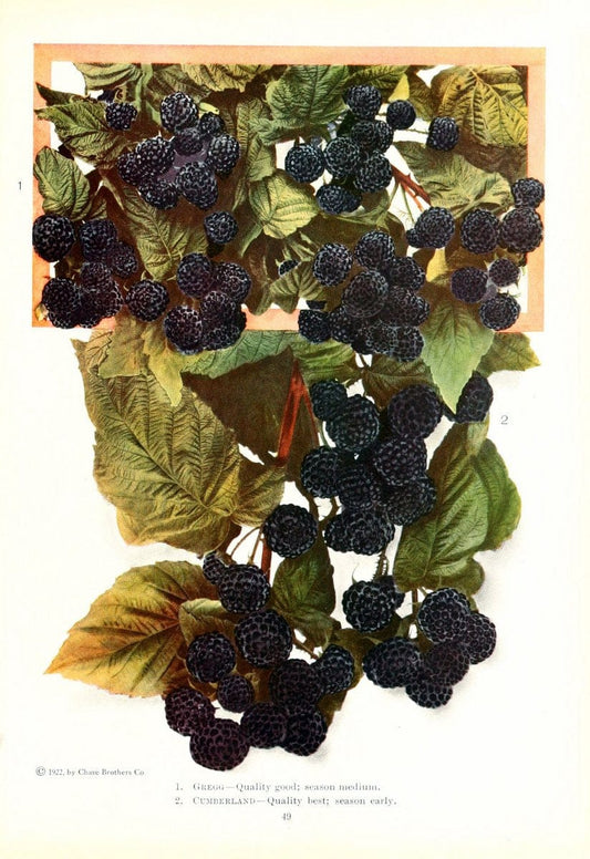 Chase fruit and flowers in natural colorsRochester, N.Y.,Chase brothers company[c1922] | Vintage Print Reproduction 451953