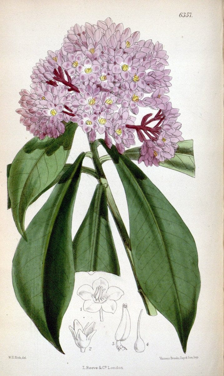Curtis's botanical magazine. London ; New York [etc.] :Academic Press [etc.]. | "Botanical illustration" Botany Periodicals "Pictorial works" "Plants, Ornamental"  | Vintage Print Reproduction 451956