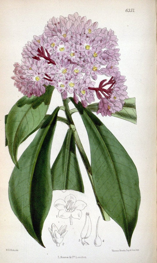 Curtis's botanical magazine. London ; New York [etc.] :Academic Press [etc.]. | "Botanical illustration" Botany Periodicals "Pictorial works" "Plants, Ornamental"  | Vintage Print Reproduction 451956