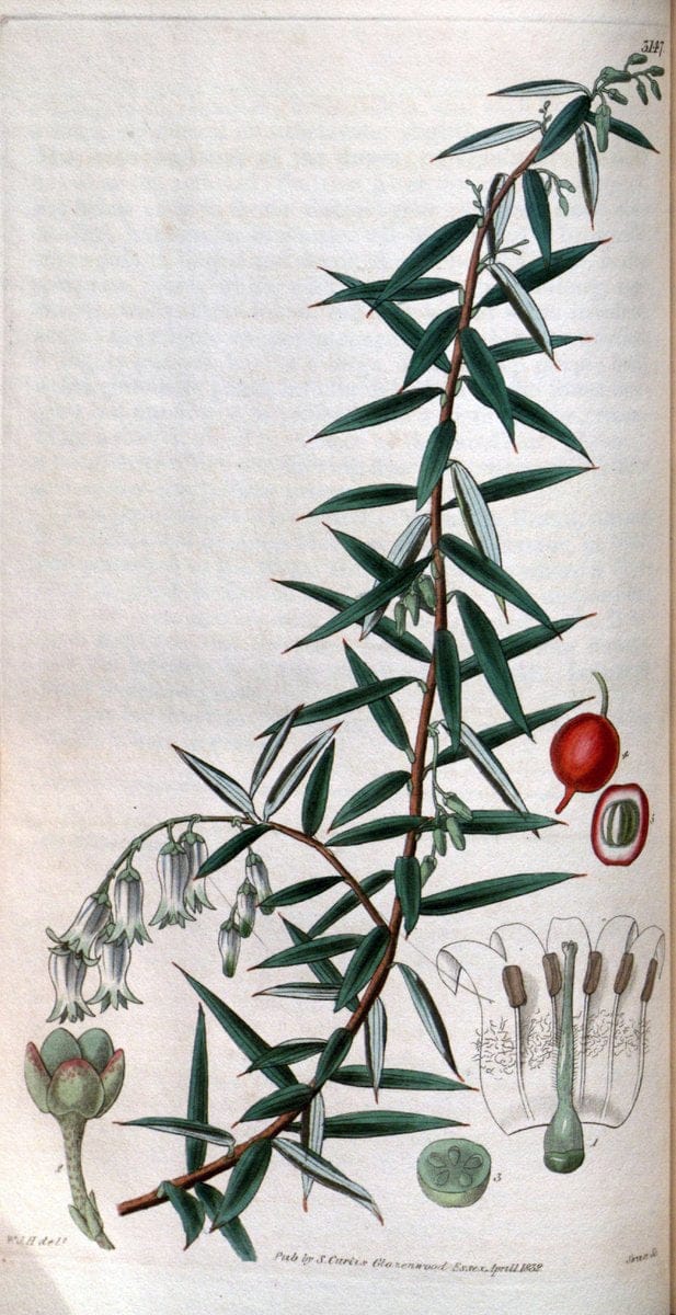Curtis's botanical magazine. London ; New York [etc.] :Academic Press [etc.]. | "Botanical illustration" Botany Periodicals "Pictorial works" "Plants, Ornamental"  | Vintage Print Reproduction 451958