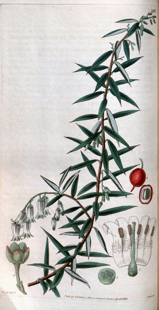 Curtis's botanical magazine. London ; New York [etc.] :Academic Press [etc.]. | "Botanical illustration" Botany Periodicals "Pictorial works" "Plants, Ornamental"  | Vintage Print Reproduction 451958