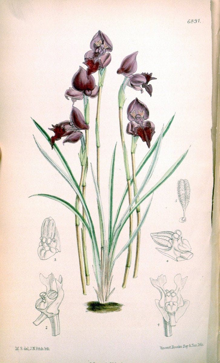 Curtis's botanical magazine. London ; New York [etc.] :Academic Press [etc.]. | "Botanical illustration" Botany Periodicals "Pictorial works" "Plants, Ornamental"  | Vintage Print Reproduction 451959