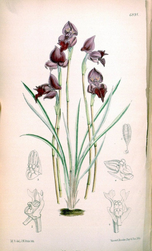 Curtis's botanical magazine. London ; New York [etc.] :Academic Press [etc.]. | "Botanical illustration" Botany Periodicals "Pictorial works" "Plants, Ornamental"  | Vintage Print Reproduction 451959