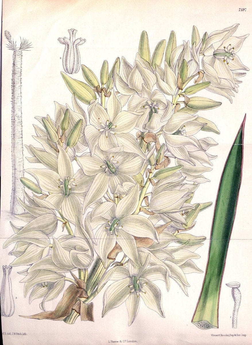 Curtis's botanical magazine. London ; New York [etc.] :Academic Press [etc.]. | "Botanical illustration" Botany Periodicals "Pictorial works" "Plants, Ornamental"  | Vintage Print Reproduction 451960