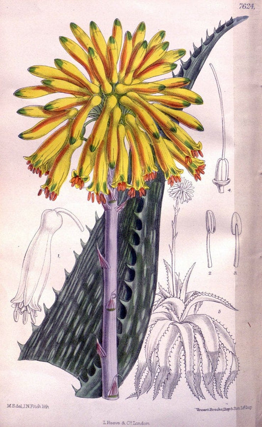 Curtis's botanical magazine. London ; New York [etc.] :Academic Press [etc.]. | "Botanical illustration" Botany Periodicals "Pictorial works" "Plants, Ornamental"  | Vintage Print Reproduction 451961