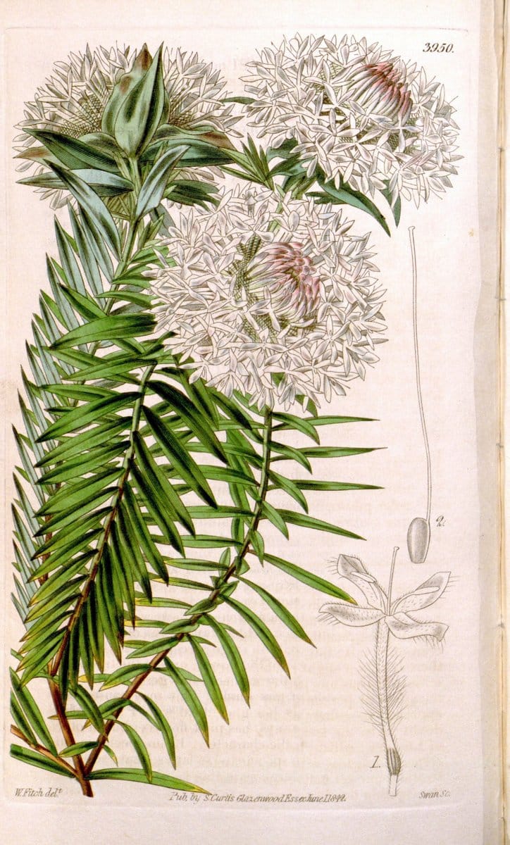 Curtis's botanical magazine. London ; New York [etc.] :Academic Press [etc.]. | "Botanical illustration" Botany Periodicals "Pictorial works" "Plants, Ornamental"  | Vintage Print Reproduction 451962