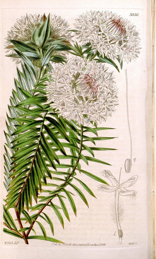 Curtis's botanical magazine. London ; New York [etc.] :Academic Press [etc.]. | "Botanical illustration" Botany Periodicals "Pictorial works" "Plants, Ornamental"  | Vintage Print Reproduction 451962
