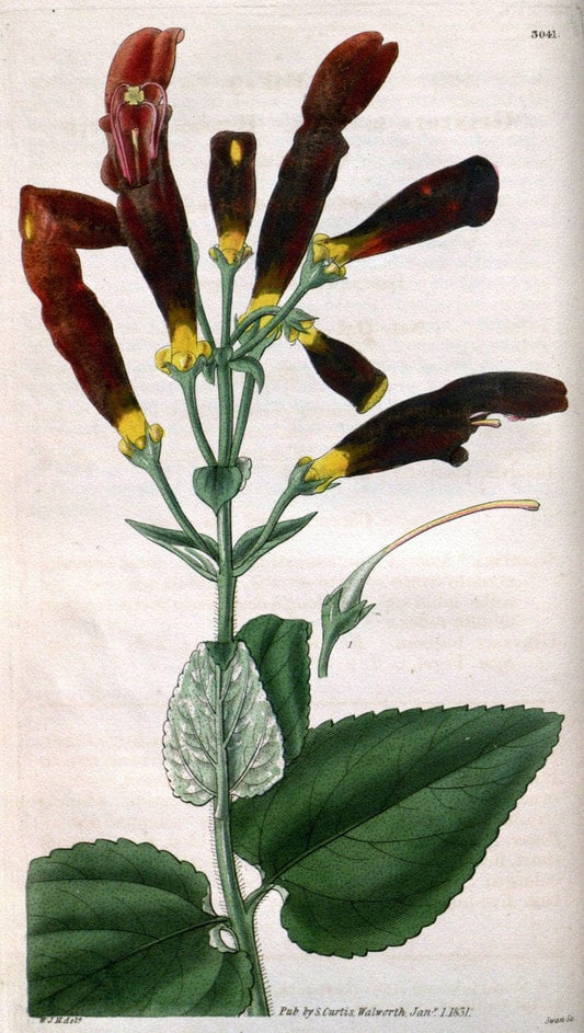 Curtis's botanical magazine..London ;New York [etc.] :Academic Press [etc.]. |  | Vintage Print Reproduction 451963